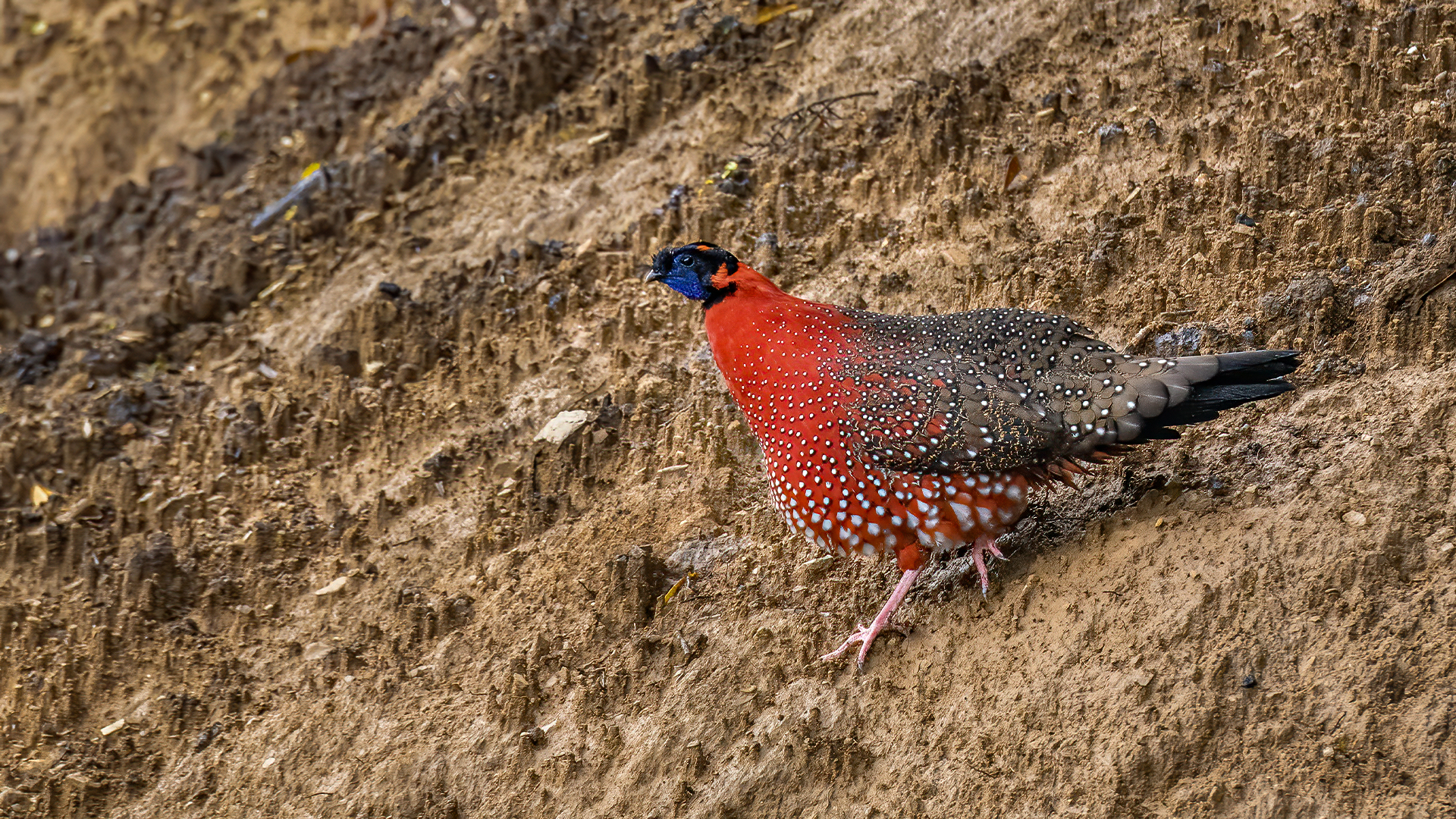 Experience the Beauty of Bhutan_s Wildlife - Satyr Tragopan at Chele La © WWW.NEJIBAHMED.COM .jpg